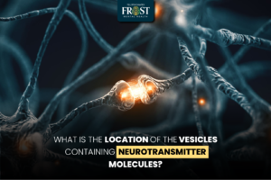 What Is the Location of the Vesicles Containing Neurotransmitter Molecules